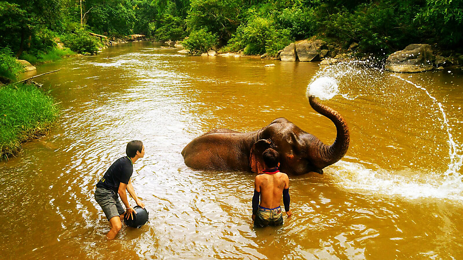 elephant bath