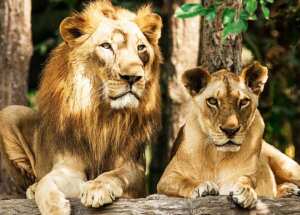 lions at Night Safari