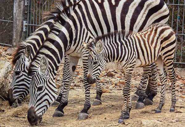 zebra family at Night Safari