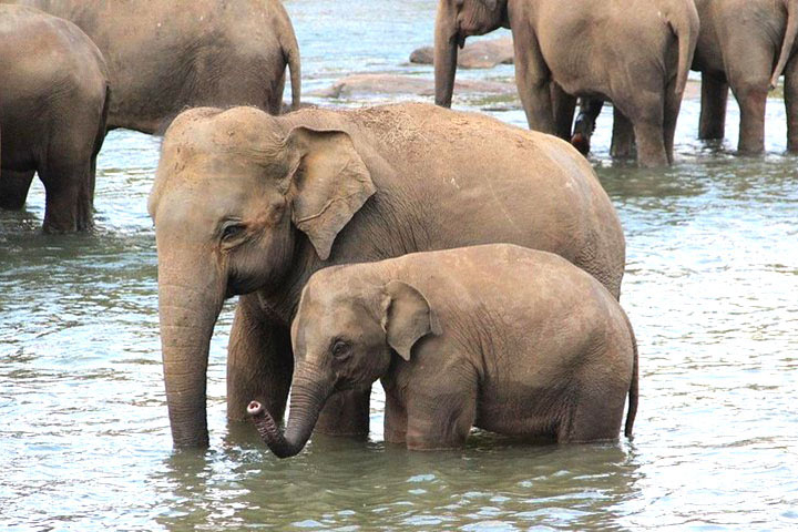 elephant-sanctuary6
