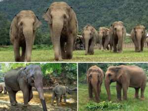 Elephants