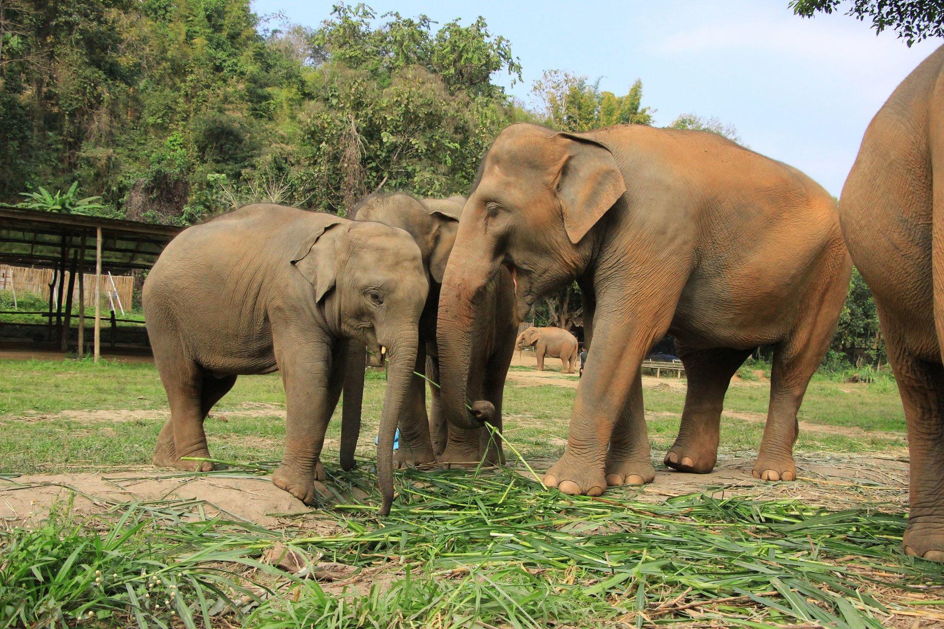 Elephant Sanctuary Chiang Mai Tour Package Help Care For Elephants Chiang Mai Guided Tours