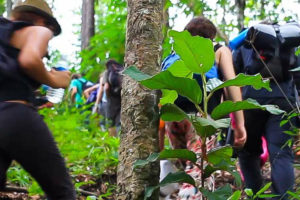 Two-Day Trekking Adventure: Exhilarating Jungle Hiking Experiences in Chiang Mai