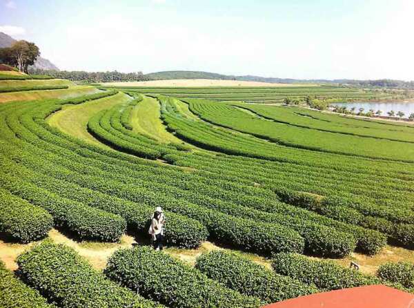 Singha tea plantation