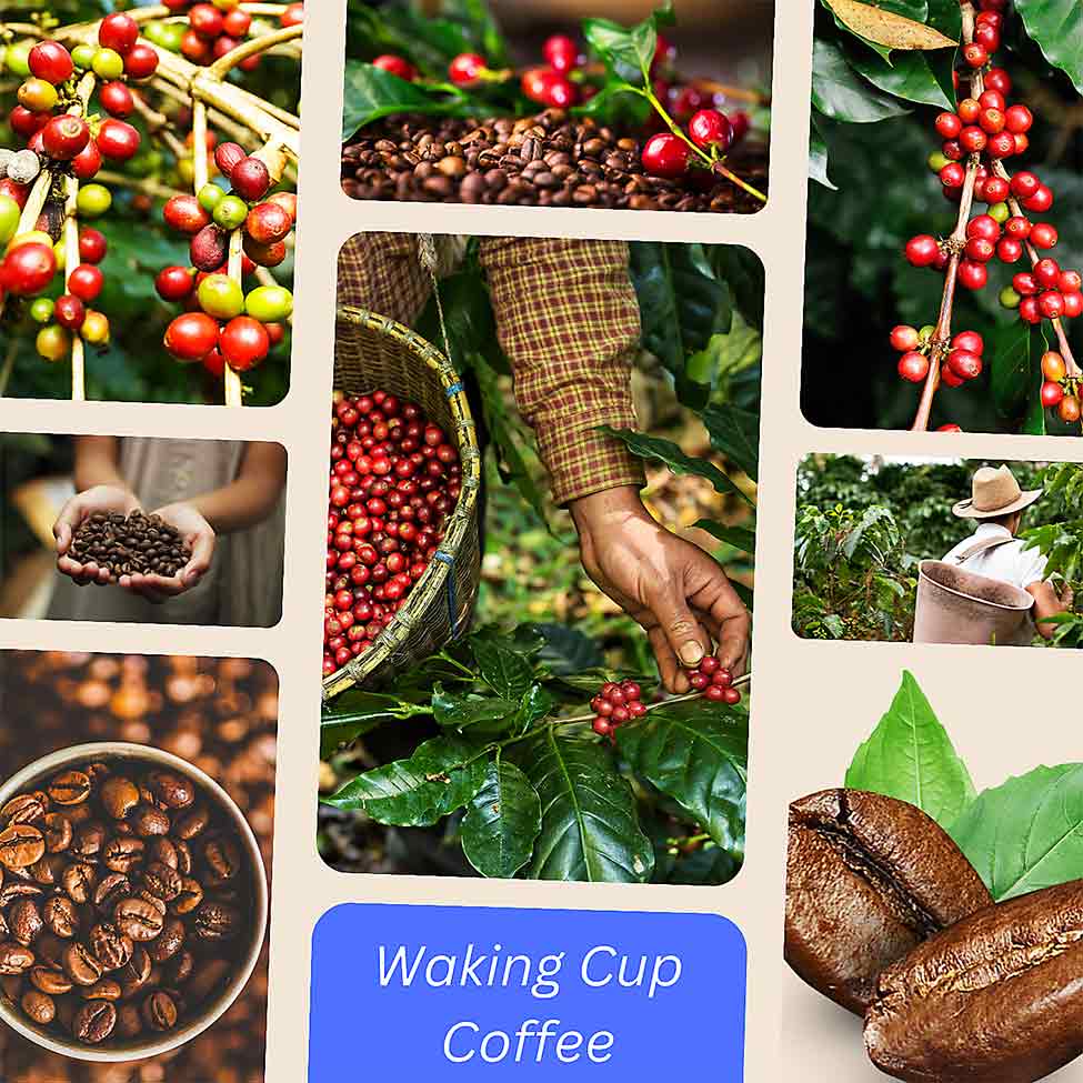 waking cup coffee beans