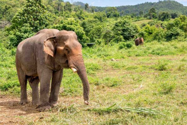 elephants