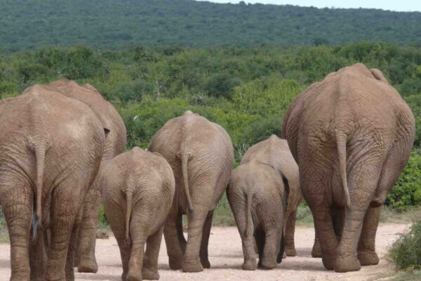 elephants