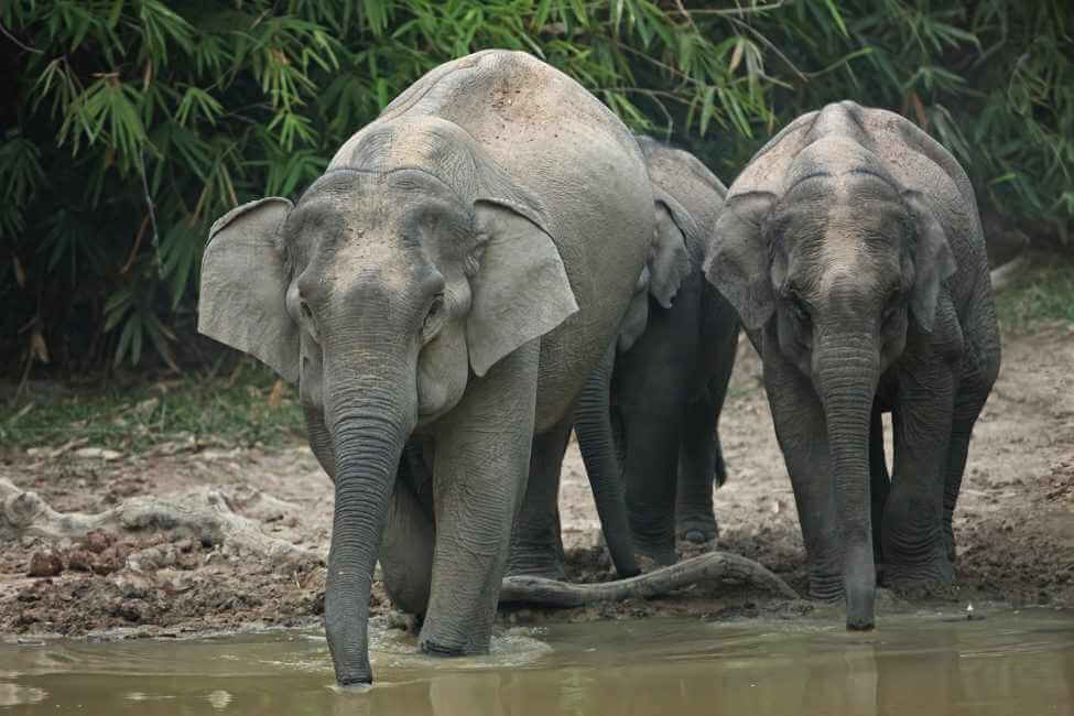 elephants
