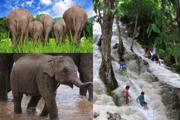 elephants and sticky waterfall