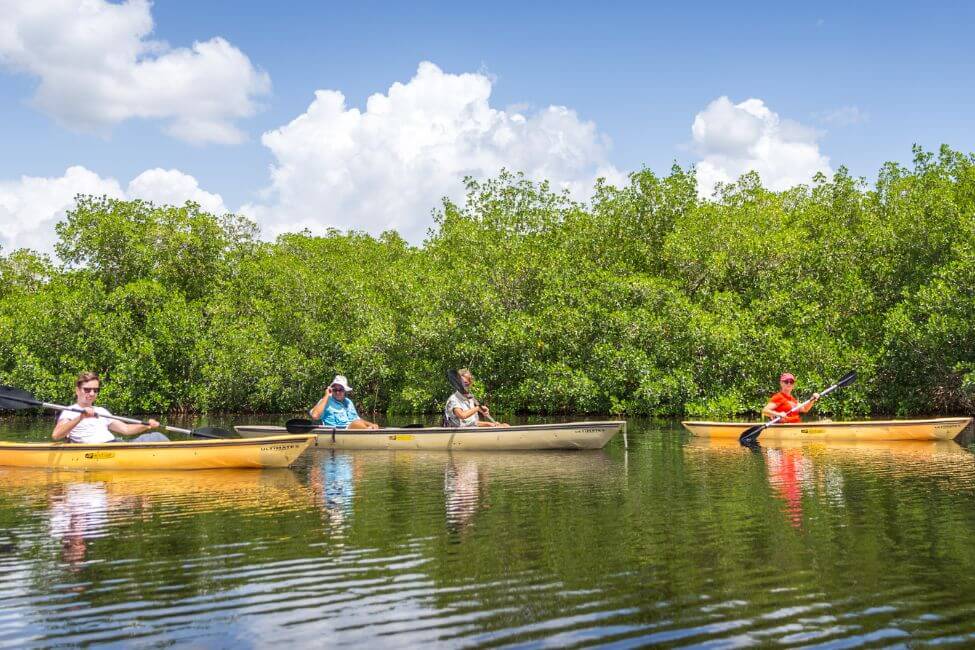 kayaking mangroves